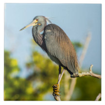 Oiseau Perfect Carrelage céramique