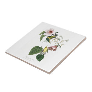 Carreau oiseaux Bleu-à ailes Amérique d'Audubon de