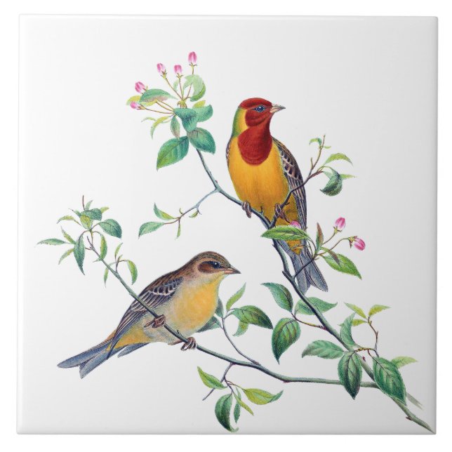 Carreau Oiseaux Bruants sur Branches (Devant)