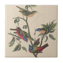 Oiseaux colorés de l'art vintage d'Audubon Peint B