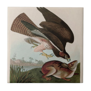 Carreau Oiseaux communs de buzzard d'Amérique Audubon Imp