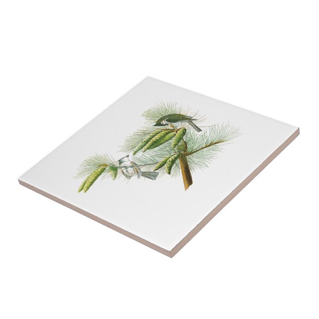 Carreau Oiseaux crêtés Amérique de John James Audubon de (Côté)