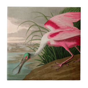 Carreau Oiseaux d'Amérique de spatule de rose Audubon Impr