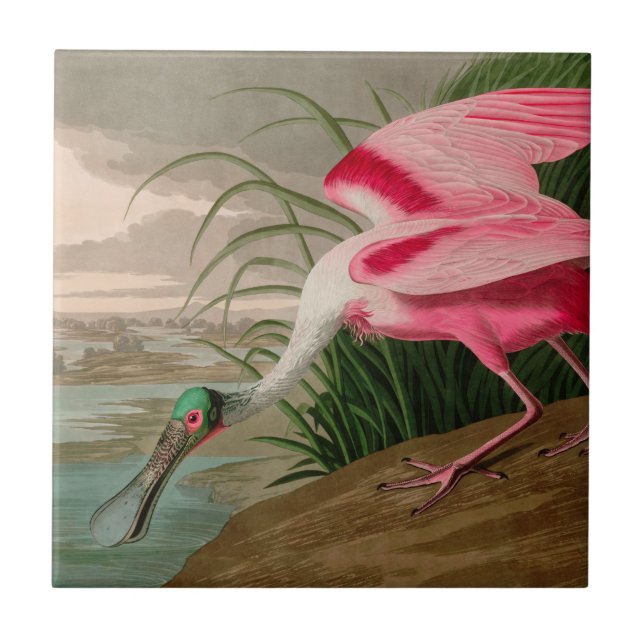 Carreau Oiseaux d'Amérique de spatule de rose Audubon Impr (Devant)