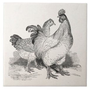 Carreau Oiseaux de Cochin de coq de poulet personnalisés
