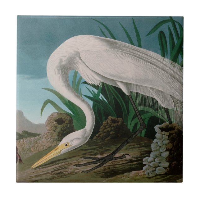 Carreau Oiseaux de héron blanc d'Amérique Audubon Imprimer (Devant)
