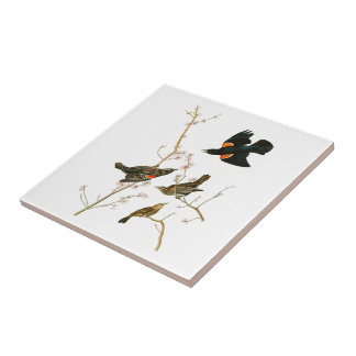 Carreau Oiseaux de John Audubon de merle de marais de