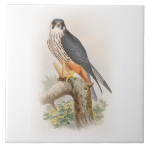 Carreau Oiseaux de John Gould de faucon de passe-temps de