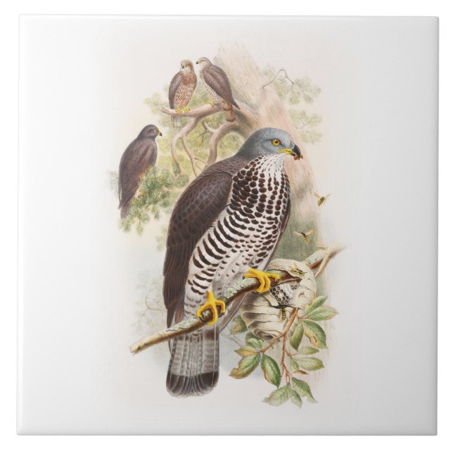 Carreau Oiseaux de Miel-Buzzard John Gould de la (Devant)
