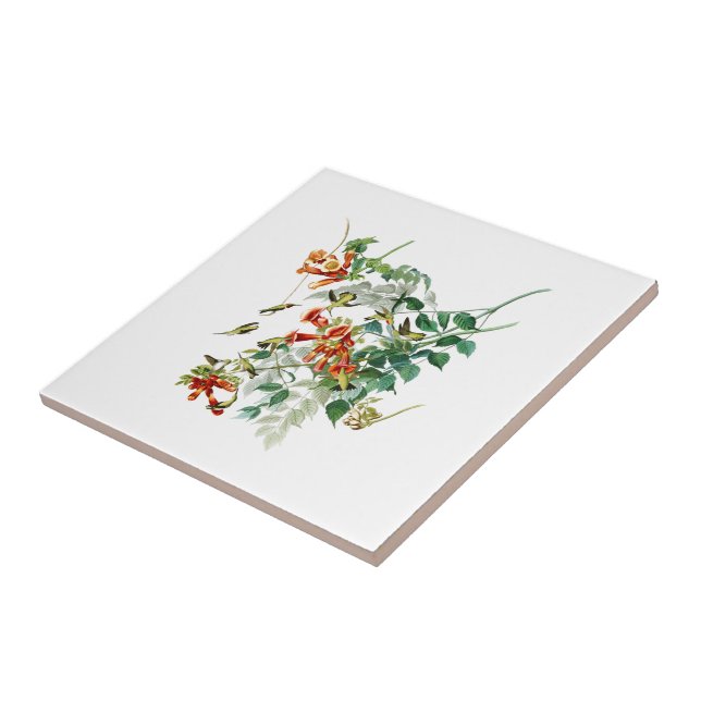Carreau oiseaux Rubis-throated Amérique d'Audubon d'oiseau (Côté)