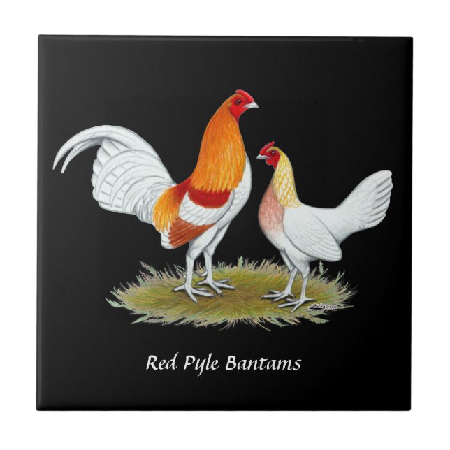 Carreau Old English Game Bantam :  Red Pyle (Devant)