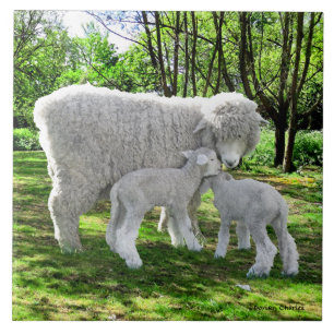 Carreau "Oona & Her Twins"