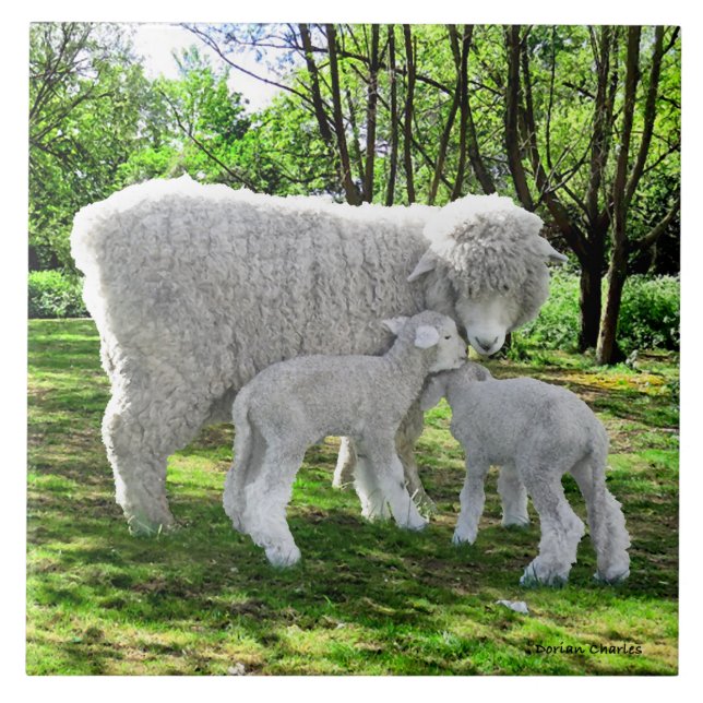 Carreau "Oona & Her Twins" (Devant)