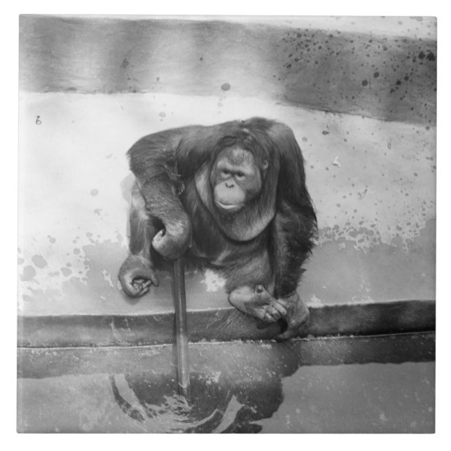 Carreau Orang-outan (Devant)