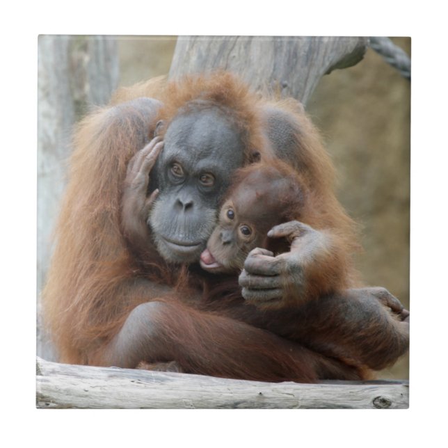 Carreau Orang Utan 001 (Devant)