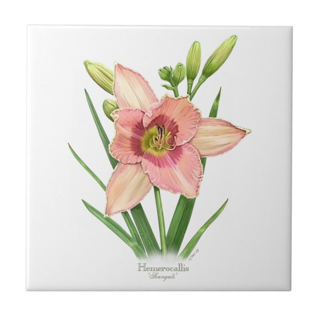 Carreau Orange Daylily Botanical Art Style (Devant)