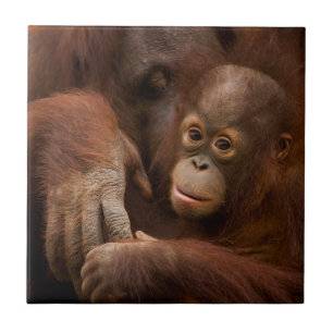 Carreau Orangutan mère et bébé au zoo