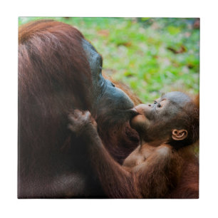 Carreau Orangutan mother et baby