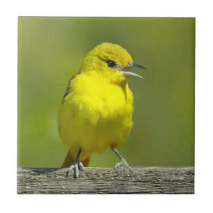 Carreau Orchard Oriole - Photo originale