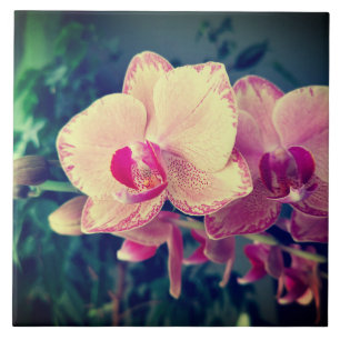 Carreau Orchid phalaenopsis ppolka dot pink flowers