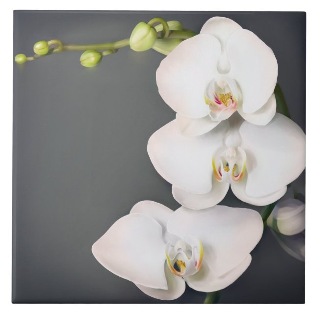 Carreau Orchidaceae (orchidées blanches (Devant)