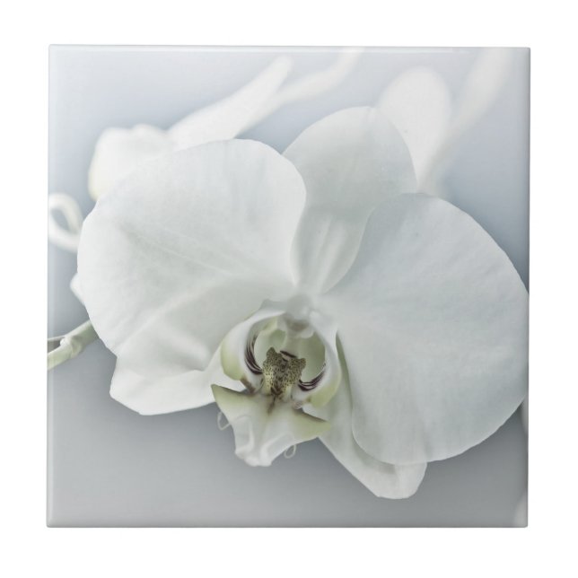 Carreau Orchidée blanche Phalaenopsis (Devant)