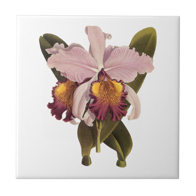 Carreau Orchidée Cattleya Violette Vintage, Fleurs Tropica (Devant)