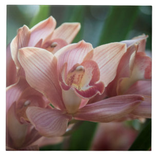 Carreau Orchidée de thé au lait