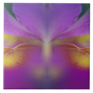 Carreau Orchidée hybride, Floride 2