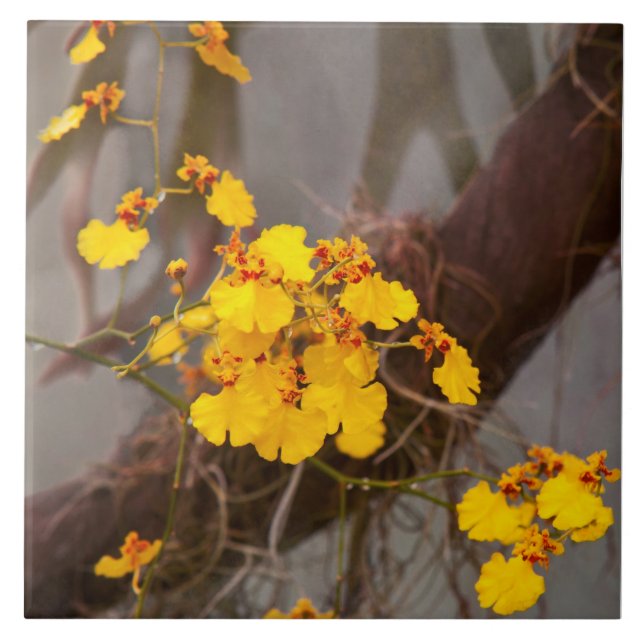 Carreau Orchidée - Matin doré (Devant)