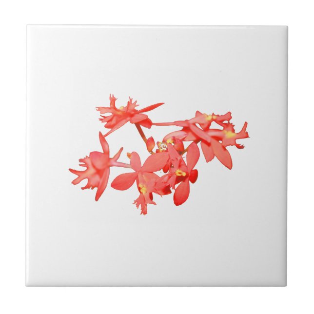 Carreau Orchidée moulue teintée par saumon de fleurs (Devant)