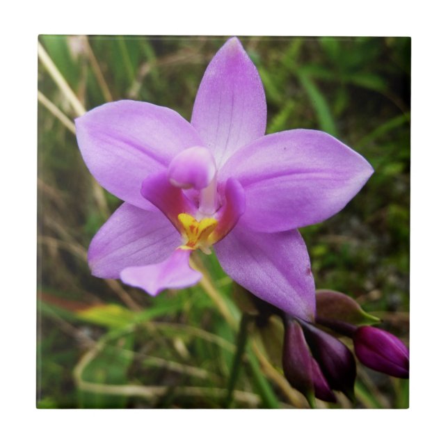 Carreau Orchidée sauvage violette Fleur tropicale (Devant)