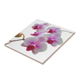 Carreau Orchidées de mite roses - Phalaenopsis