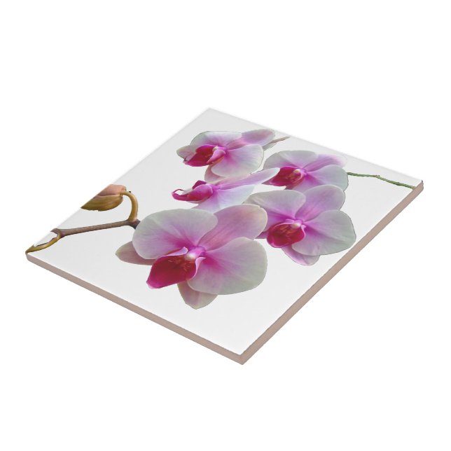 Carreau Orchidées de mite roses - Phalaenopsis (Côté)