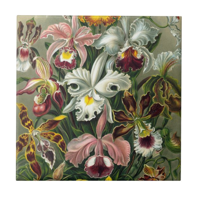 Carreau Orchidées d'Ernst Haeckel, Fleurs de la Forêt Trop (Devant)