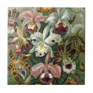 Carreau Orchidées Ernst Haeckel, fleurs vintage de la forê