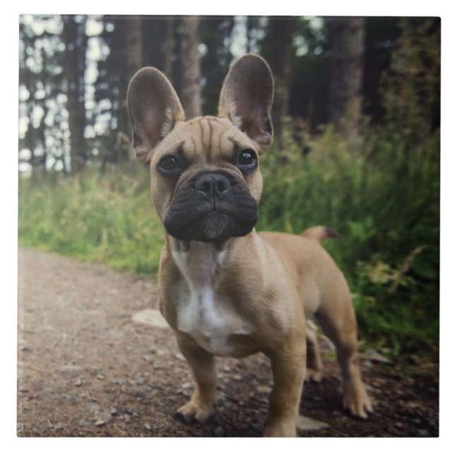 Carreau Oreiller à lancer de chien de taureau français (Devant)