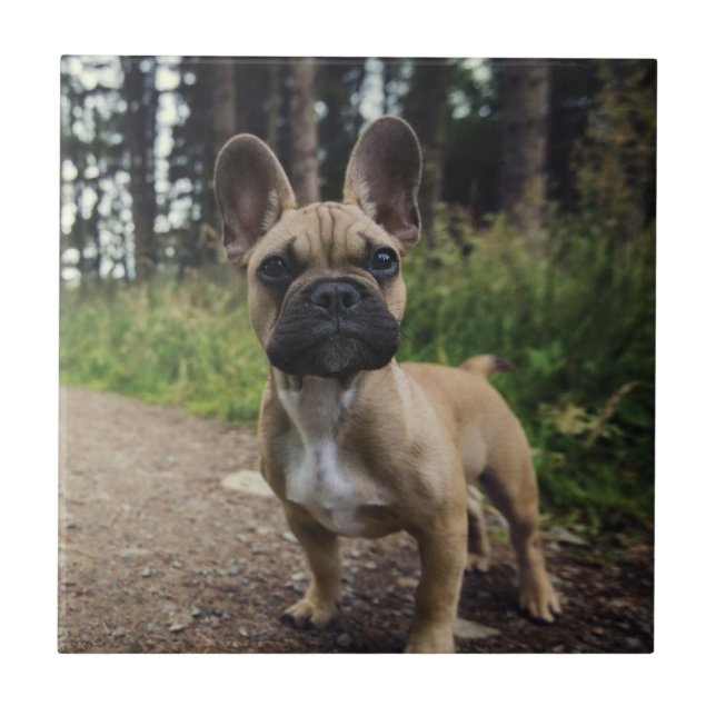 Carreau Oreiller à lancer de chien de taureau français (Devant)