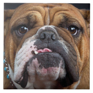 Carreau Oreillers à lancer de Bulldog anglais