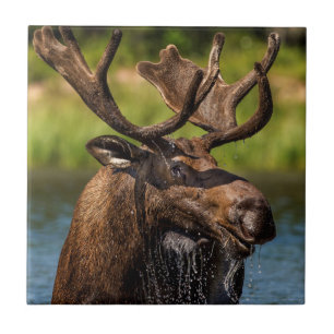 Carreau Orignal mâle se nourrissant dans le parc national
