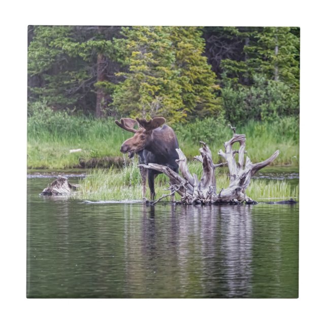 Carreau Orignaux lâches (Devant)