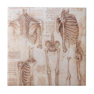 Carreau Os de squelette de Léonard de Vinci, anatomie huma