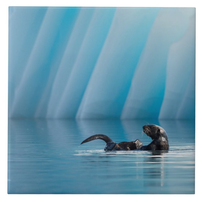 Carreau Otter de mer joueuse (Devant)