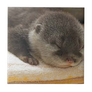 Carreau Otter endormi