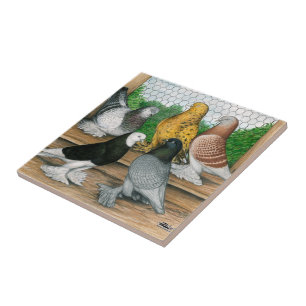 Carreau Ouest de l'Angleterre Tumbler Pigeons