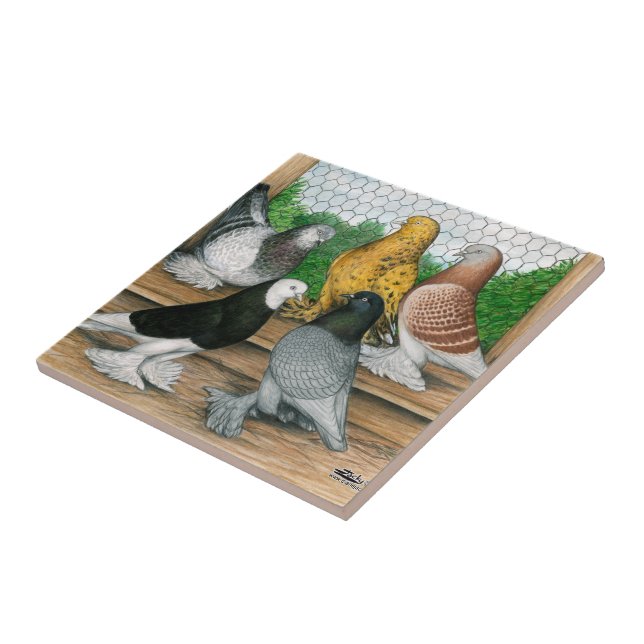 Carreau Ouest de l'Angleterre Tumbler Pigeons (Côté)
