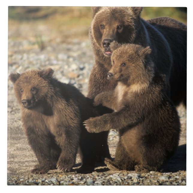Carreau ours Brown, grizzli, semer avec des oursons sur la (Devant)
