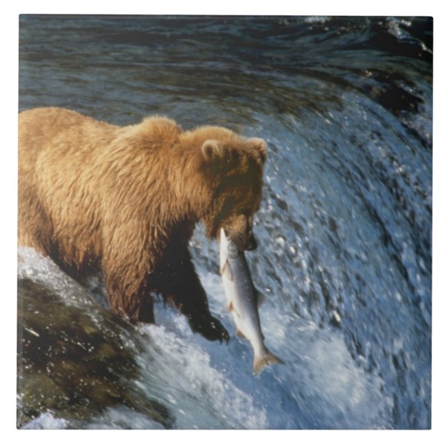 Carreau Ours brun d'Alaska attrapant un saumon à Brooks (Devant)