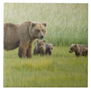 Carreau Ours brun d'Alaska femelle et trois oursons, Ursus