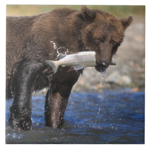 Carreau Ours brun, grizzly, avec prise de saumon,